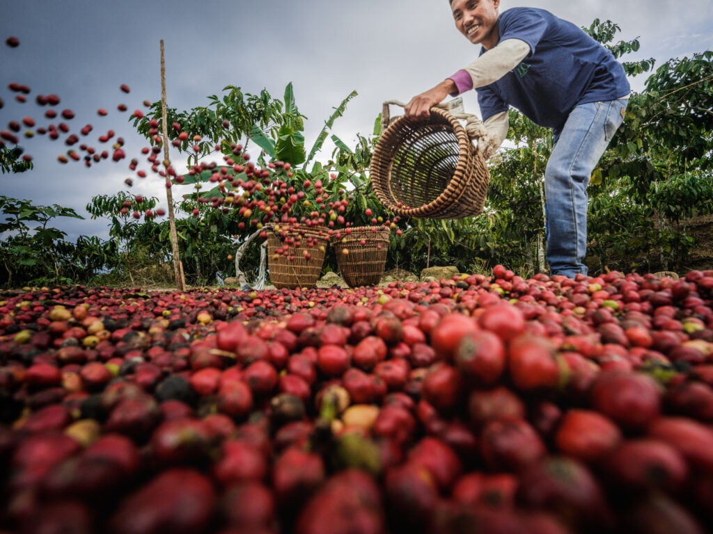 Coffee-Indonesia-Lampung