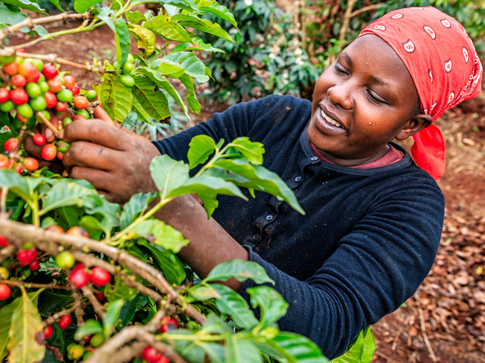 coffee picking worker photo